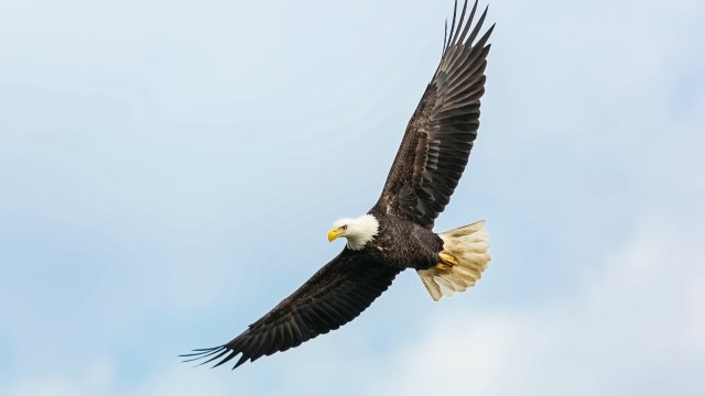 Chilkat Bald Eagle Preserve